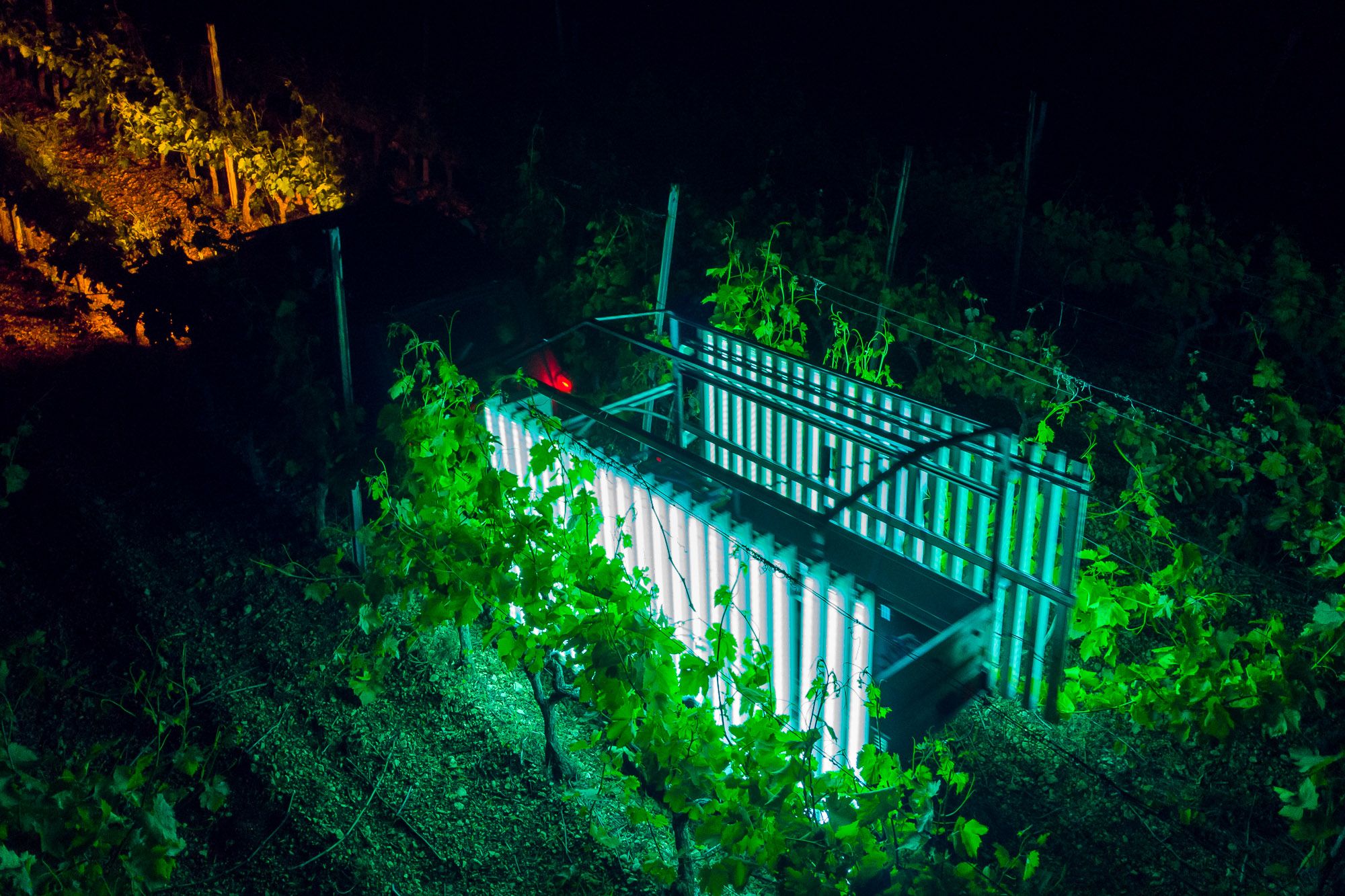 During the 2022 and 2023 growing seasons, we produced more than 10 tones of different wine grapes under different weather conditions, all of which are 100% free of pesticides.