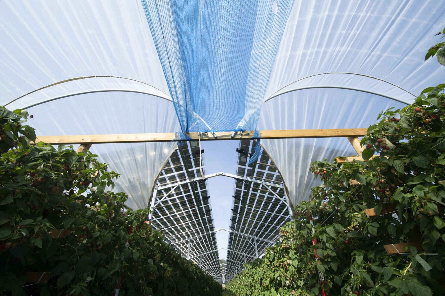 AgriPV system protects plants from extreme weather conditions giving farmers more control over food production.